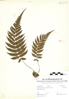 藏品(毛柄凸軸蕨)的圖片